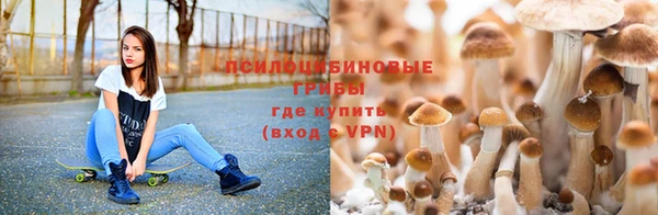 шишки Алзамай